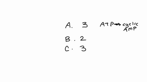 for-each-numbered-compound-identify-the-single-best-description-from-the-column-on-the-right-a-adenylyl-cyclase-1-first-messenger-b-cyclic-amp-2-second-messenger-c-phospholipase-c-3-membrane-bound-enz