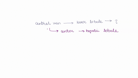 where-does-the-central-vein-in-a-liver-lobule-drain-into-portal-vein-cystic-vein-superior-vena-cava-hepatic-vein-89958