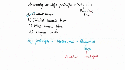 muscle-fiber-recruitment-2-according-to-the-size-principle-which-motor-unit-will-be-recruited-first-for-a-task-a-the-motor-unit-with-the-smallest-motor-neuron-b-the-motor-unit-with-the-skinn-03338
