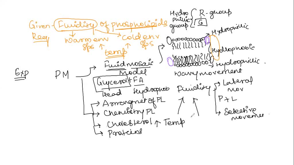 SOLVED: Sinti Queston 18 Phospholipids| have far-reaching implications ...