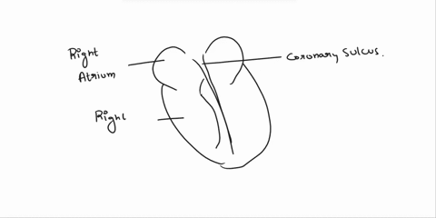 correctly-label-the-following-external-anatomy-of-the-anterior-heart-left-atrium-right-ventricle-right-auricle-left-ventricle-coronary-sulcus-right-atrium-76078