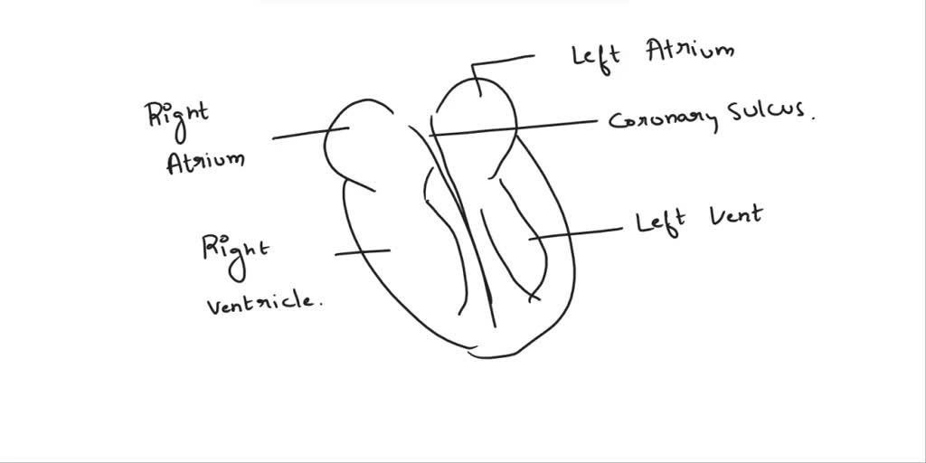 SOLVED: a es Label the heart chambers on the anterior view of the heart ...