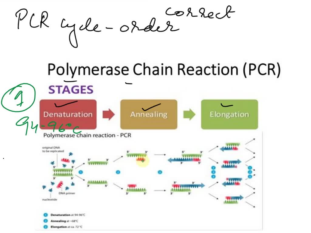 SOLVED Put the steps of one PCR cycle in the correct order The PCR