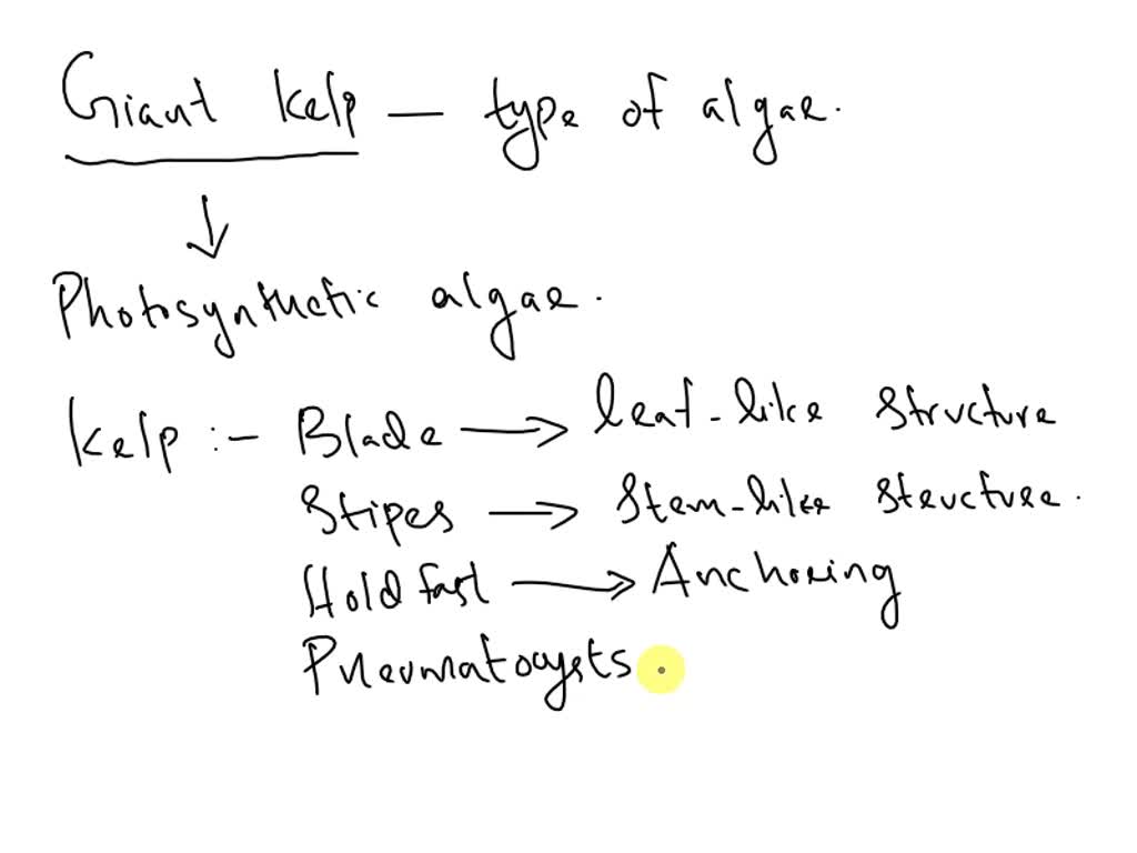 SOLVED The giant kelp is a type of algae. What 2 parts of the kelp are supported by the gas
