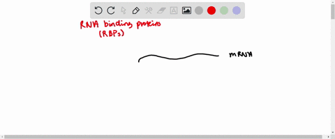 binding-of-an-rna-binding-protein-will-change-the-stability-of-the-rna-molecule-in-what-way-a-increa-74568