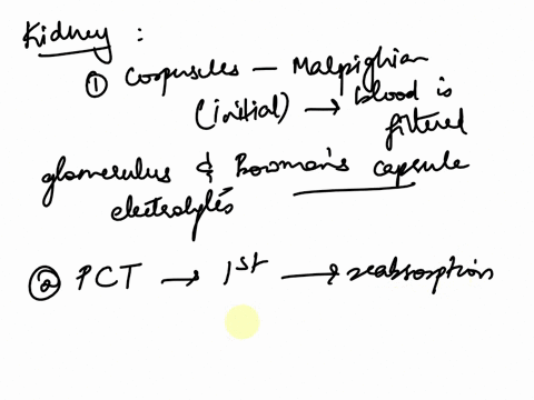 kidney-what-is-the-function-of-each-corpuscle-proximal-convoluted-tubule-pct-loop-of-henle-distal-convoluted-tubule-dct-49676