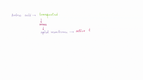 13what-types-of-transport-primary-active-secondary-active-facilitated-diffusion-or-passive-diffusion-are-responsible-for-amino-acids-movement-through-the-apical-and-basolateral-membranes-of-88624