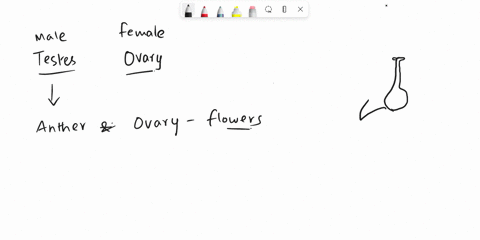 explain-what-flowers-have-in-common-with-ovaries-and-testes-58296