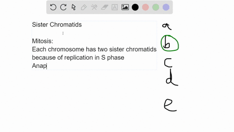 sister-chromatids-separate-during-meiosis-i-anaphase-and-meiosis-ii-anaphase-mitosis-anaphase-and-meiosis-ii-anaphase-meiosis-ii-anaphase-meiosis-i-anaphase-mitosis-anaphase-93763