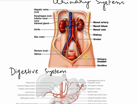 question-match-the-letter-in-the-diagram-to-the-correct-blood-vessel-32916