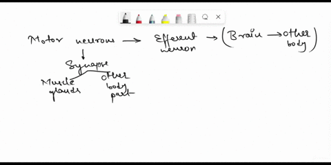 22-describe-the-different-parts-of-a-motor-neuron-and-their-function-cell-body-axon-dendrite-and-axon-terminal-23-in-nerve-cells-how-are-action-potentials-usually-mediated-what-convert-elect-75401