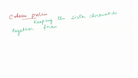 cohesin-protein-select-all-that-apply-it-is-important-for-maintaining-homologous-chromosome-pairing-and-plays-a-role-in-recombination-it-holds-sister-chromatids-together-after-chromosome-rep-75973