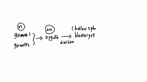 18-as-soon-as-the-genetic-information-on-the-chromosomes-from-the-two-parents-merges-into-one-nucleus-in-the-rygote-it-divides-and-becomes-a-an-embryo-b-a-fetus-c-a-blastocyst-d-a-secondary-oocyte