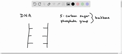 how-many-hydrogen-bonds-are-there-between-adenine-and-thymine-nucleotides-in-the-dna-double-helix-how-many-hydrogen-bonds-are-there-between-cytosine-and-guanine-nucleotides-in-the-dna-double-18538