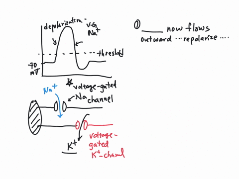 ligand-regulated-potassium-hypopolarization-hyperpolarization-drag-the-text-blocks-below-into-their-correct-order-leaky-potassium-through-the-activated-channels-now-flows-outwards-causing-th-76976