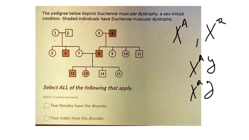 duchenne muscular dystrophy pedigree chart