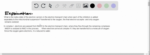 the-sequence-of-events-in-electron-transport-was-elucidated-in-part-by-the-use-of-inhibitors-that-block-electron-transfer-at-specific-points-along-the-chain-for-example-adding-rotenone-a-pla-15844