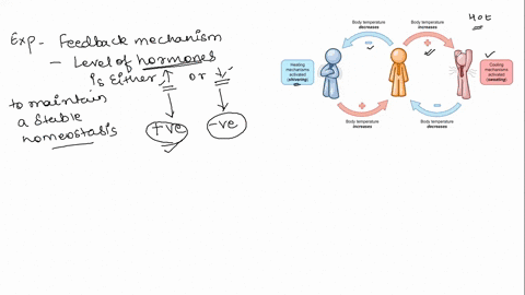 during-childbirth-in-response-to-uterine-contractions-the-hormone-oxytocin-is-released-from-the-pituitary-gland-oxytocin-stimulates-the-uterine-muscles-to-contract-more-forcefully-and-more-f-67518