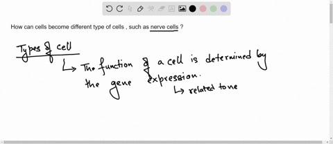 how-can-cells-become-different-type-of-cells-such-as-nerve-cells-73353