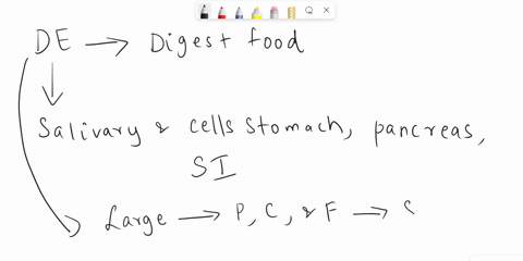 an-enzyme-that-digests-lipids-is-group-of-answer-choices-protease-pepsin-lipase-amylase-90702