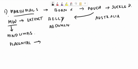 placentals-and-marsuplals-are-two-groups-of-mammals-placentals-are-more-closely-related-to-each-other-than-they-are-to-any-other-group-of-anlmals-and-marsuplals-are-more-closely-related-to-e-84025