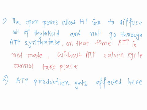 question-45-102pls-assume-that-an-open-pore-is-inserted-into-the-thylakoid-membrane-that-hydrogen-ions-hcan-leak-back-into-the-stroma-this-damage-will-have-the-most-direct-effect-on-which-of-42206