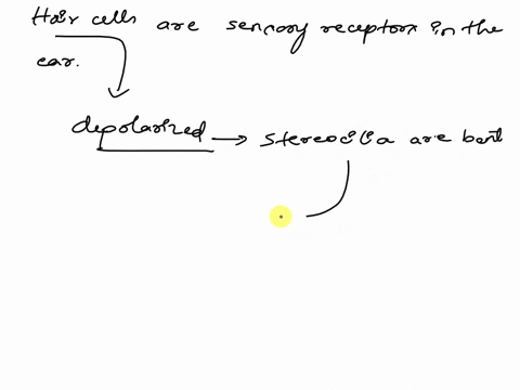 in-your-ear-the-stereocilia-on-hair-cells-fire-action-potentials-when-the-hair-cell-stereocilia-are-depolarized-by-the-opening-of-question-options-voltage-gated-channels-mechanically-gated-c-22388