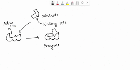 label-the-figure-below-to-assess-your-knowledge-of-the-action-of-enzymes-in-biological-cells-enzyme-enzyme-substrate-active-site-enzyme-substrate-complex-products-binding-site-47085