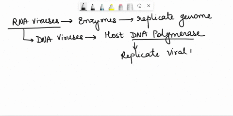 13-unlike-dna-viruses-rna-viruses-require-alternate-enzymes-to-replicate-their-genome-why-does-this-present-a-challenge-for-the-rna-virus-37285