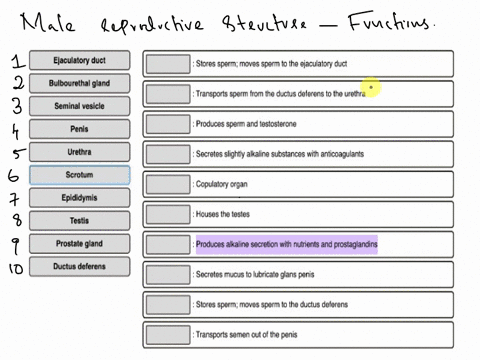 match-the-male-reproductive-structures-with-their-functions-match-each-key-term-to-the-appropriate-description-make-certain-each-sentence-is-complete-before-submitting-your-answer-reset-help-27417