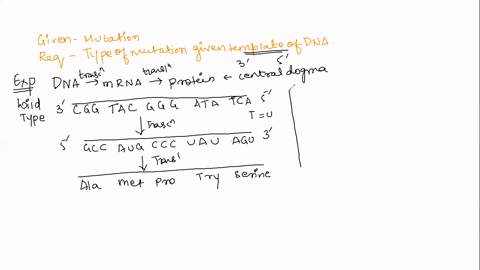 6-two-different-mutations-are-shown-below-along-with-the-wild-type-dna-sequence-of-this-gene-each-is-from-the-beginning-of-the-coding-region-exon-of-the-gene-and-the-top-strand-is-the-templa-75249