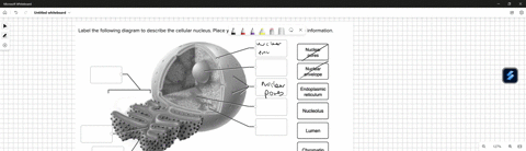 label-the-following-diagram-to-describe-the-cellular-nucleus-place-your-cursor-over-the-labels-for-more-information-nuclear-pores-nuclear-envelope-endoplasmic-reticulum-nucleolus-lumen-chrom-11635
