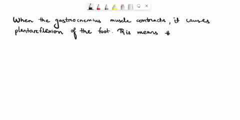 the-gastrocnemius-muscle-inserts-on-the-calcaneus-when-it-contracts-what-happens-to-the-foot-51856