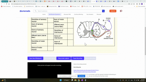 Reflex Labels Values Somatic motor neuron from ventral horn of spinal cord to...