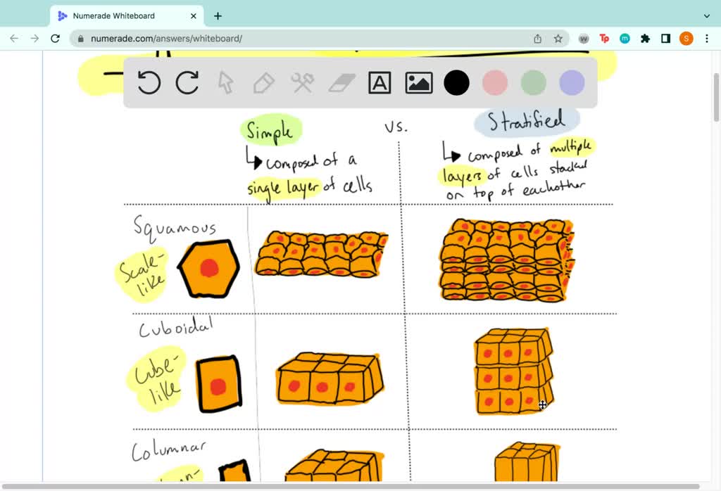 SOLVED Squamous epithelium; a) Are cube shaped cells b) Are tall, cylindrical shaped cells c