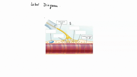 identify the major features of a neuromuscular junction 28 pts ...