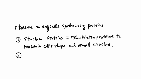 what-are-three-proteins-that-are-made-at-the-cells-ribosomes-43768