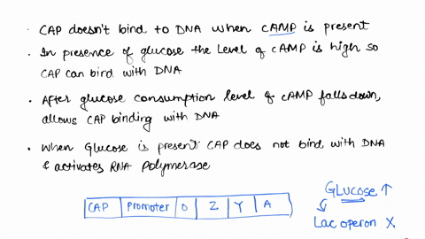 in-catabolite-repression-of-lac-operon-cap-protein-cannot-bind-to-dna-when-camp-present-in-presence-of-glucose-the-level-of-camp-high-therefore-cap-can-bind-with-dna-after-consumption-of-glu-51693