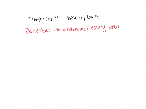 is-the-the-pancreas-inferior-to-the-esophagus