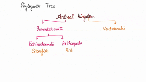 make-a-phylogenetic-tree-for-the-following-creatures-you-should-have-one-polytomy-cardinal-tyrannosaurus-rex-lemur-shark-star-fish-gorilla-gecko-ant-alligator-snapping-turtle-python-lamprey-32703