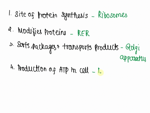 match-the-organelle-with-its-function-a-site-of-protein-synthesis-b-modifies-proteins-mitochondria-sorts-packages-and-transports-products-golgi-apparatus-flagella-production-of-atp-in-the-ce-76795