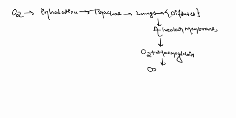 discuss-how-oxygen-and-carbon-dioxide-are-exchanged-in-the-lungs-and-transported-in-blood-include-cellular-transport-mechanisms-in-your-discussion-95286