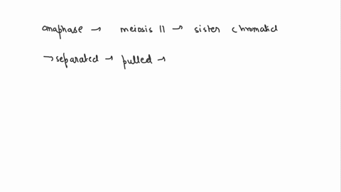 what-occurs-during-anaphase-of-meiosis-ii-a-the-homologous-chromosomes-align-b-sister-chromatids-are-79364