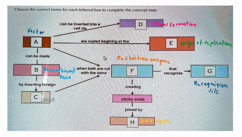 Choose the correct terms for each lettered box to complete...