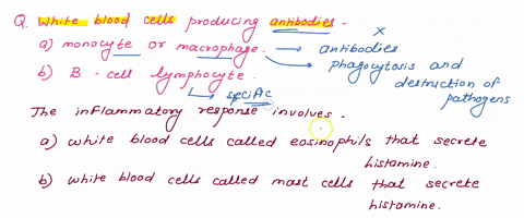 which-white-blood-cell-produces-antibodies-monocyte_-macrophage-choose-6-b-cell-lymphocyte-the-inflammatory-response-involves-choose-orb-white-blood-cells-called-eosinophils-that-secrete-his-22225