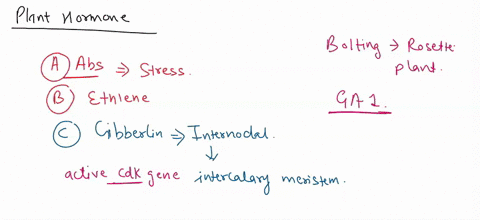 select-correct-answer-choice-1-a-plant-exhibits-unusually-large-growth-between-the-internodes-on-its-stems-this-plant-has-an-excess-of-a-ascisic-acid-b-ethlene-c-gibberellin-d-auxin-2-a-plan-60555