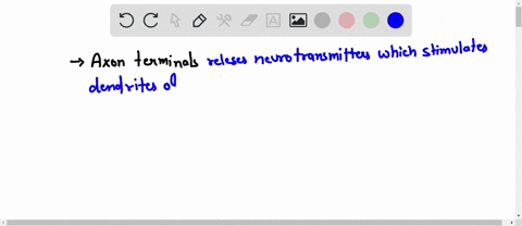 the-____-of-a-neuron-releases-neurotransmitter-a-axon-terminals-b-cell-body-c-dendrites-d-all-of-the-98333