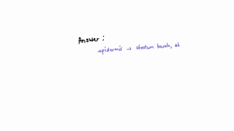 the-most-superficial-layer-of-the-epidermis-is-the-qquad-reticular-layer-papillary-layer-stratum-basale-stratum-corneum