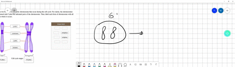 the-diagram-shows-the-two-forms-of-a-eukaryotic-chromosome-that-occur-during-the-cell-cycle-for-clarity-the-chromosomes-are-shown-in-the-condensed-state-label-the-indicated-parts-of-the-chro-06275