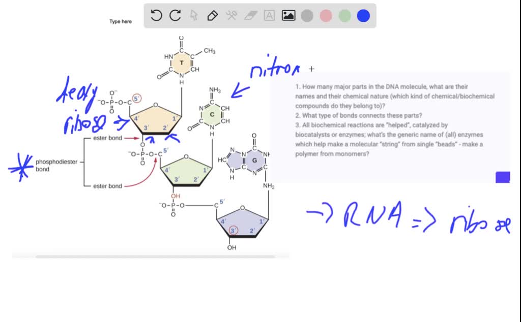 SOLVED 1. How many major parts are there in the DNA molecule, what are